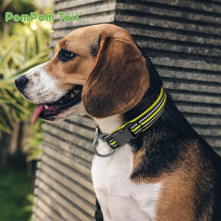PomPom_Tail Beagle