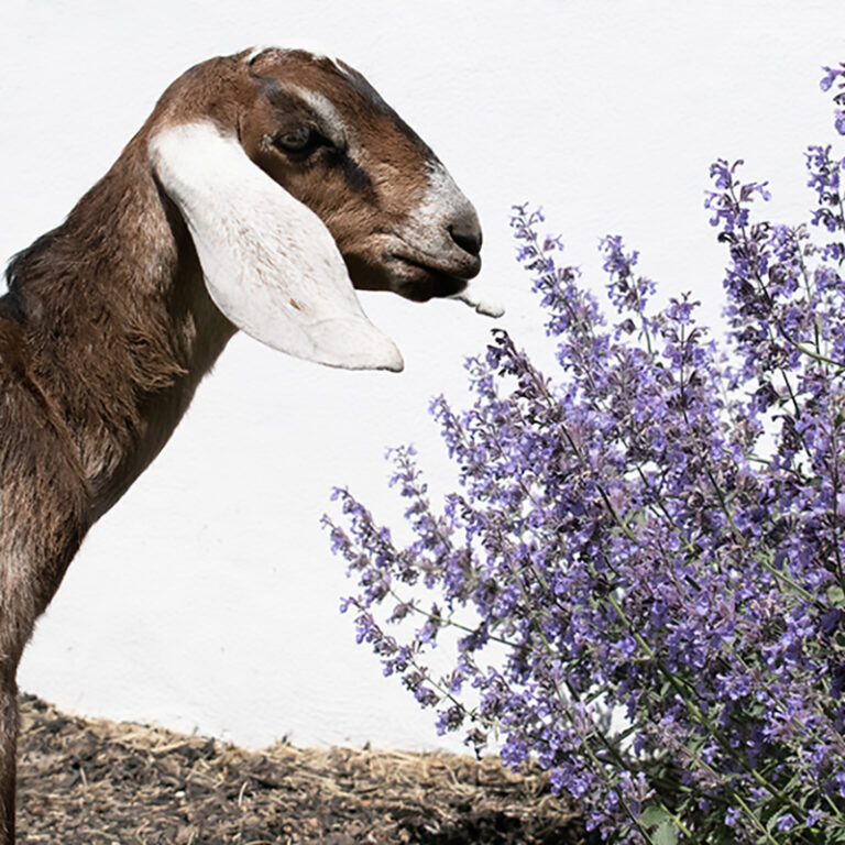 Dionis Image of a Goat with Lavender