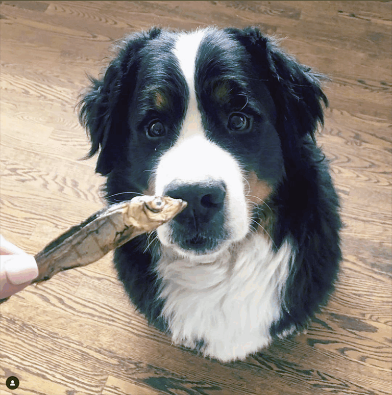 Plato Pet with fish treat