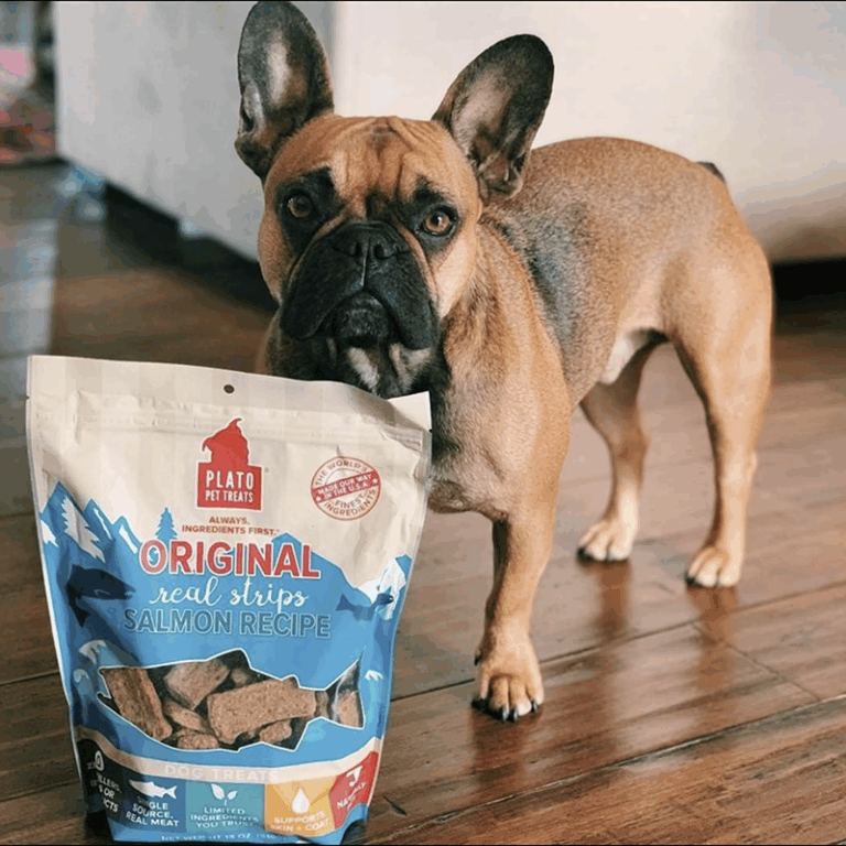 Plato Pet frenchie