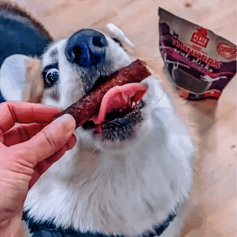 Plato Pet dog getting treat