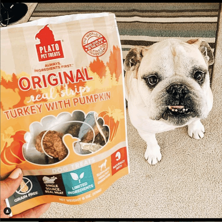 Plato Pet bulldog
