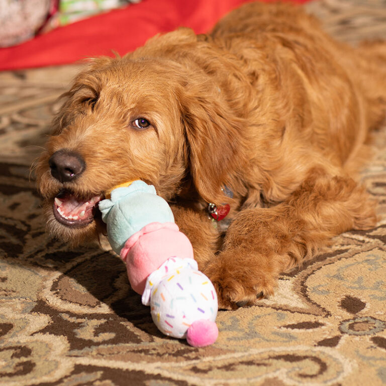 ThoozyPet chewing