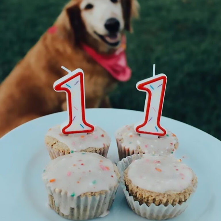 Lazy Dog birthday