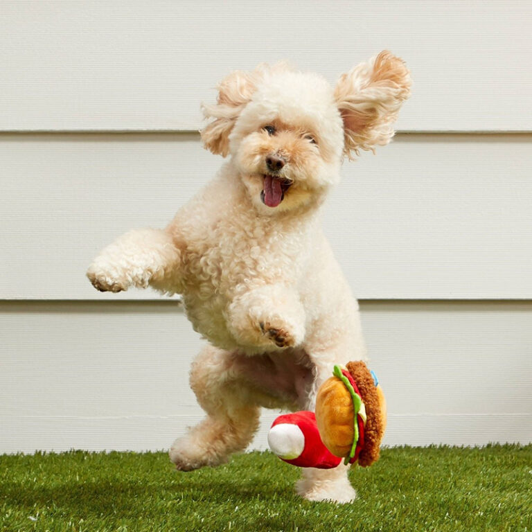 Pet Palette bark image Poodle with toy food