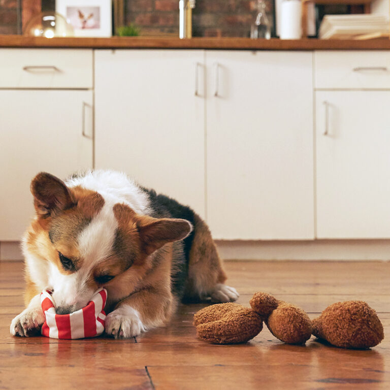 Pet Palette bark image Corgi with toy fried chicken